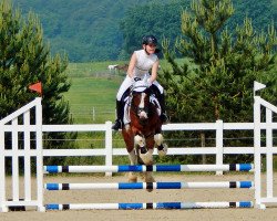 jumper Dusty der Highlander (Tinker / Irish Cob / Gypsy Vanner, 2002, from Duncom der Highlander)