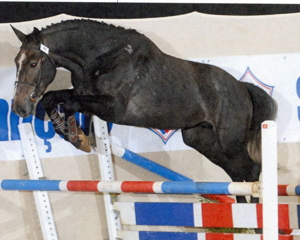 stallion Ramses And Co (Selle Français, 2005, from Quidam de Revel)