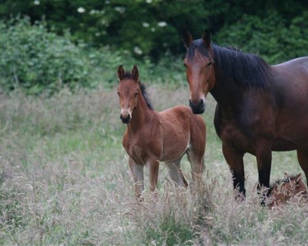 Zuchtstute Blandice m'Aurea (Selle Français, 2011, von Ramses And Co)