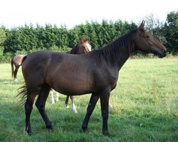 broodmare Quarly m'Aurea (Selle Français, 2004, from Poor Boy)