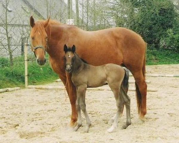 broodmare Garence l'Enchanté (Selle Français, 1994, from Count Ivor xx)