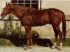 stallion Eclat xx (Thoroughbred, 1963, from Herbager xx)