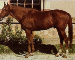 stallion Eclat xx (Thoroughbred, 1963, from Herbager xx)