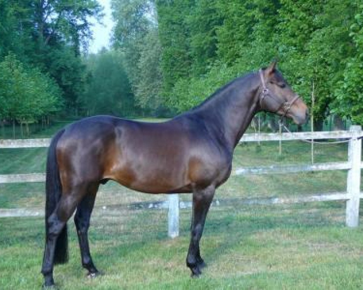 Deckhengst O'Malley D'Avril (Selle Français, 2002, von Diamant de Semilly)