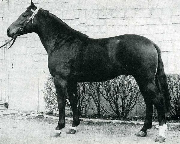 stallion Cesar de la Cote (Selle Français, 1968, from Mersebourg)