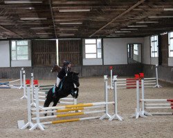 dressage horse Jonina Jolie (Fell Pony, 2010, from Waverhead Monty)