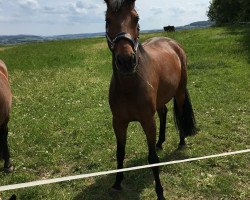 dressage horse Debbie Deluxe (Westphalian, 2009, from De Kooning)