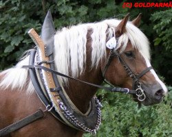 Zuchtstute Feine Rosalie (Schwarzwälder Kaltblut, 2007, von Riemer)