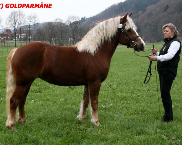 Zuchtstute Feine Rosalie (Schwarzwälder Kaltblut, 2007, von Riemer)