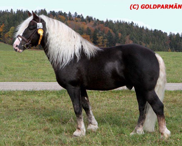 stallion Vulkan (Black Forest Horse, 2006, from Vogtsberg)