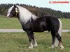 stallion Vulkan (Black Forest Horse, 2006, from Vogtsberg)