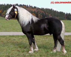 stallion Vulkan (Black Forest Horse, 2006, from Vogtsberg)