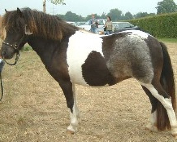 broodmare StPrSt. Thalia (Dt.Part-bred Shetland pony, 2003, from Tornado)