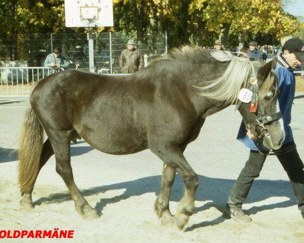broodmare Nora (Black Forest Horse, 1980, from Militarist)