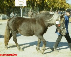 Zuchtstute Nora (Schwarzwälder Kaltblut, 1980, von Militarist)