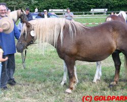 broodmare Sophie (Black Forest Horse, 1984, from Wirt)