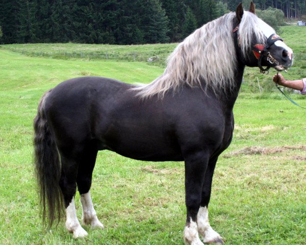 stallion Moritz (Black Forest Horse, 1983, from Merian 224)