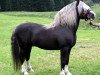 horse Moritz (Black Forest Horse, 1983, from Merian 224)
