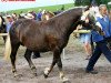 broodmare Rosie (Black Forest Horse, 2000, from Moritz)