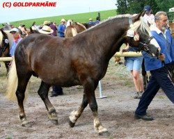 broodmare Rosie (Black Forest Horse, 2000, from Moritz)