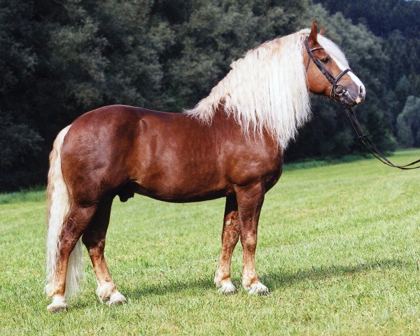 stallion Wilderer (Black Forest Horse, 1995, from Wido)
