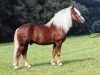 stallion Wilderer (Black Forest Horse, 1995, from Wido)