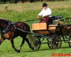 broodmare Wilma (Black Forest Horse, 1999, from Wilderer)