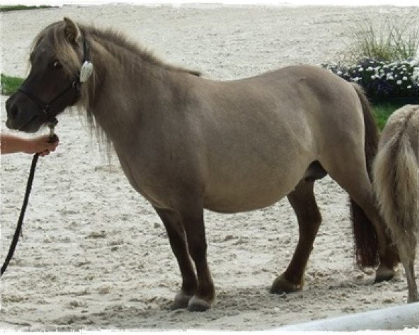 Zuchtstute Petra van de Westerbrink (Shetland Pony (unter 87 cm), 2000, von Helawi Morning Sun)
