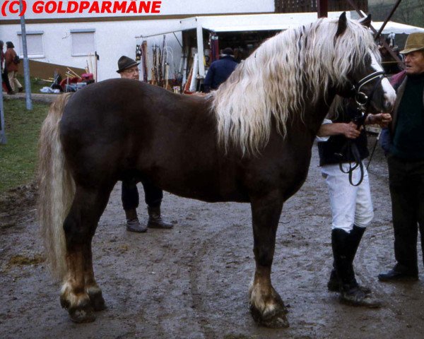 stallion Widukind (Black Forest Horse, 1991, from Wido)