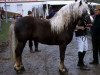 stallion Widukind (Black Forest Horse, 1991, from Wido)