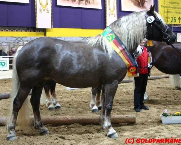 broodmare Feine Winzerin (Black Forest Horse, 2000, from Widukind)