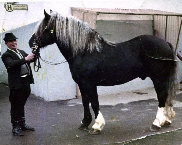 horse Militarist (Black Forest Horse, 1965, from Militär)