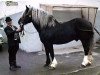stallion Militarist (Black Forest Horse, 1965, from Militär)