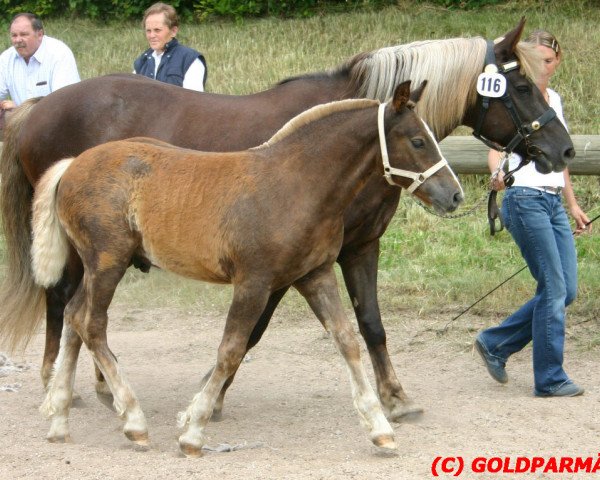 broodmare Noble (Black Forest Horse, 1991, from Merkur)
