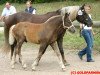 broodmare Noble (Black Forest Horse, 1991, from Merkur)