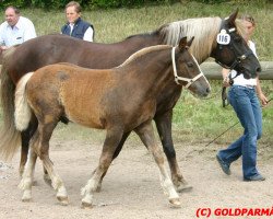 Zuchtstute Noble (Schwarzwälder Kaltblut, 1991, von Merkur)