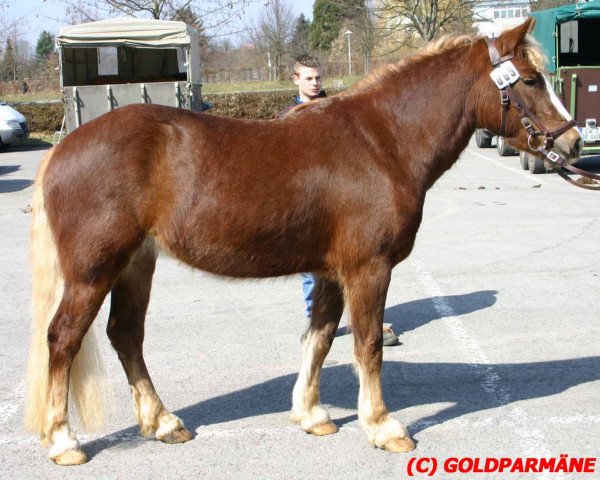 broodmare Nebelfee (Black Forest Horse, 2002, from Feldsee)