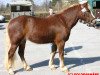 broodmare Nebelfee (Black Forest Horse, 2002, from Feldsee)