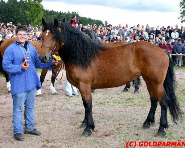 broodmare Amelie (Black Forest Horse, 2000, from Riegel)