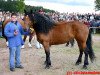 broodmare Amelie (Black Forest Horse, 2000, from Riegel)