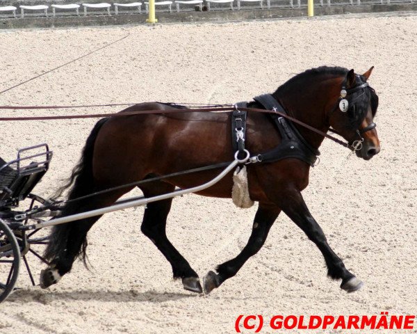 horse Leonhard (Black Forest Horse, 2005, from Unicorn Lancelot)