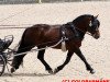 stallion Leonhard (Black Forest Horse, 2005, from Unicorn Lancelot)