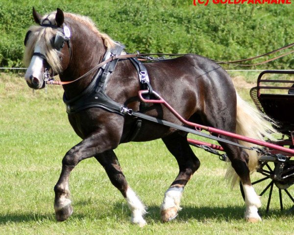 stallion Vogt (Black Forest Horse, 2003, from Vogtsberg)