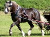 stallion Vogt (Black Forest Horse, 2003, from Vogtsberg)