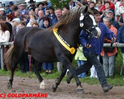 broodmare Ria (Black Forest Horse, 1991, from Retter)