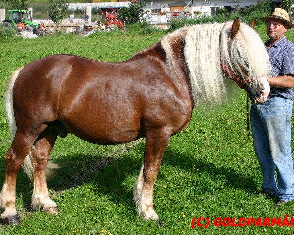 stallion Viko (Black Forest Horse, 1991, from Varus 1580)