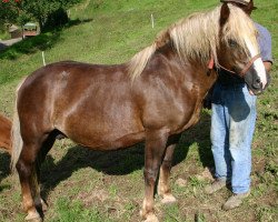 broodmare Nora (Black Forest Horse, 1985, from Merkur)