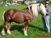 stallion Viko (Black Forest Horse, 1991, from Varus 1580)