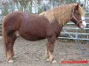 stallion Vinzens (Black Forest Horse, 1995, from Viko)