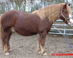 stallion Vinzens (Black Forest Horse, 1995, from Viko)